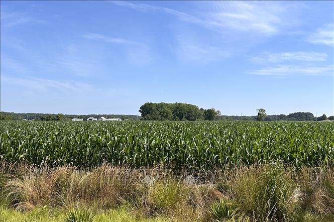 Cánh đồng trồng ngô ở bang Maryland (Mỹ). Ảnh: Ngọc Quang – PV TTXVN tại Mỹ