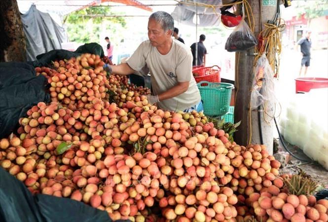 Vải thiều của tỉnh Hải Dương xuất khẩu sang các thị trường Thái Lan, Nhật Bản, Mỹ, Australia, New Zealand và Trung Quốc. Ảnh: Vũ Sinh - TTXVN