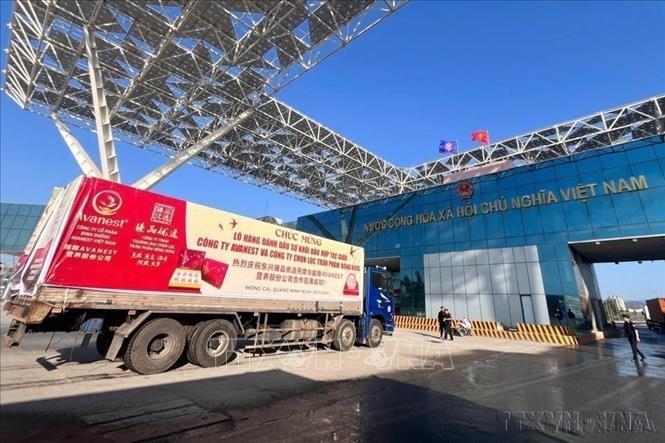 Lô hàng tổ yến của một công ty tại Việt Nam lần đầu tiên mở tờ khai tại Chi cục Hải quan cửa khẩu Móng Cái (Quảng Ninh) và xuất khẩu sang thị trường Trung Quốc qua lối thông quan cầu Bắc Luân II (20/11/2024). Ảnh: TTXVN phát