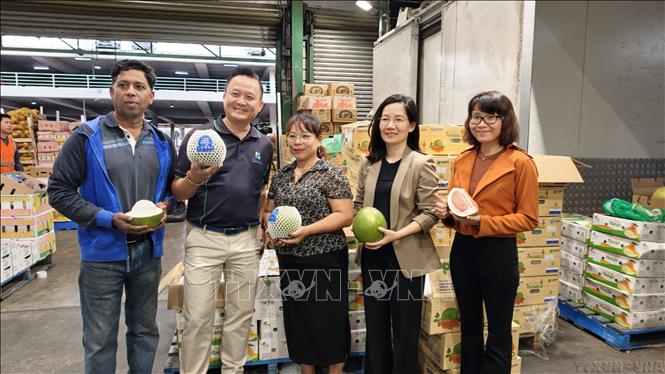 Những trái bưởi Việt Nam đầu tiên được bày bán tại khu chợ đầu mối lớn nhất tại thành phố Sydney (Australia). Đây là cột mốc mới trong hành trình nông sản Việt chinh phục thị trường khó tính nhất thế giới (4/2026). Ảnh: TTXVN