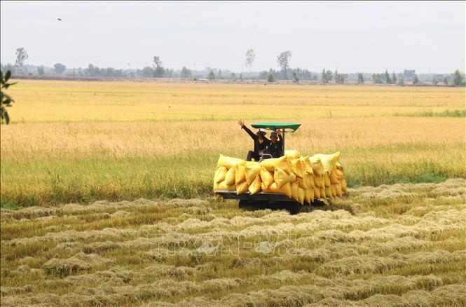 Nông dân xã Tân Hưng, tỉnh Tây Ninh phấn khởi với vụ lúa Hè Thu đạt năng suất khá, giá bán thuận lợi. Ảnh: Bùi Giang - TTXVN