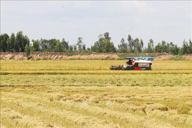 Máy gặt liên hợp hoạt động trên cánh đồng lúa Hè Thu tại xã Tân Hưng, tỉnh Tây Ninh. Ảnh: Bùi Giang - TTXVN