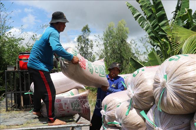 Lúa sau khi thu hoạch được tập kết tại ruộng để vận chuyển, tiêu thụ, góp phần nâng cao hiệu quả sản xuất cho nông dân. Ảnh: Bùi Giang - TTXVN