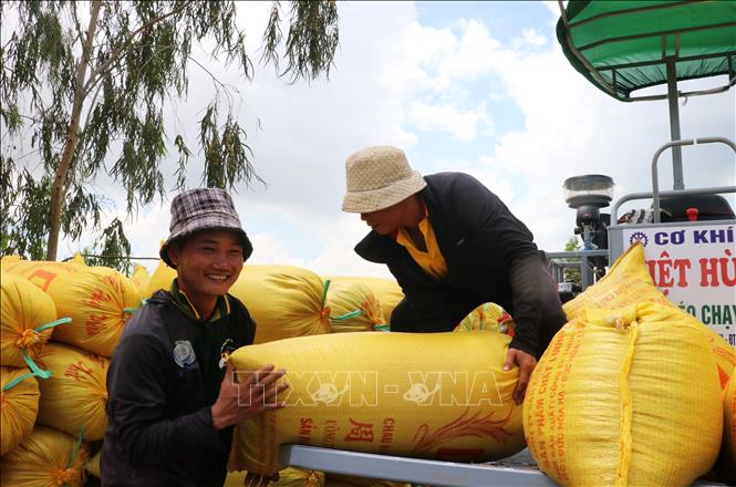 Vụ Hè Thu thắng lợi giúp nhiều hộ trồng lúa tại Tây Ninh có thêm niềm tin đầu tư cho sản xuất vụ tiếp theo. Ảnh: Bùi Giang - TTXVN