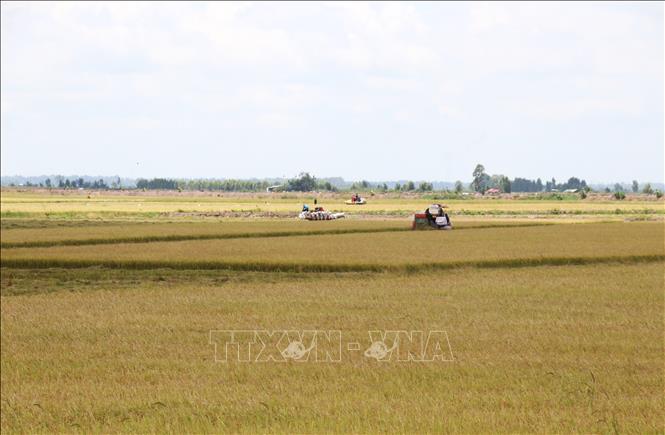 Cánh đồng lúa Hè Thu tại xã Tân Hưng bước vào cao điểm thu hoạch với năng suất ổn định. Ảnh: Bùi Giang - TTXVN