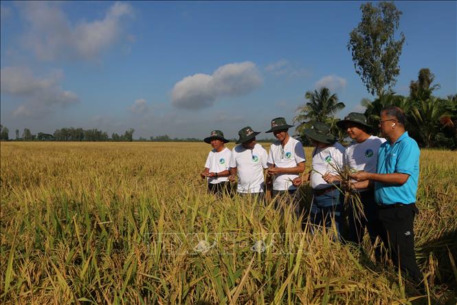 Các chuyên gia, nhà khoa học tìm hiểu về mô hình canh tác lúa phát thải thấp tại xã Vị Thanh 1, thành phố Cần Thơ. Ảnh: Duy Khương – TTXVN