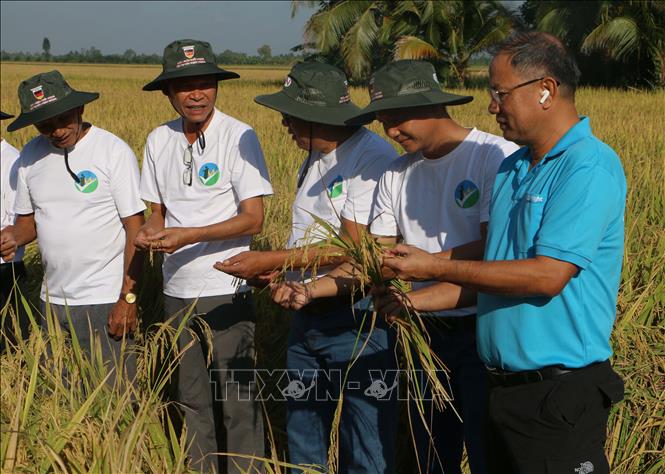 Các chuyên gia, nhà khoa học tìm hiểu về mô hình canh tác lúa phát thải thấp tại xã Vị Thanh 1, thành phố Cần Thơ. Ảnh: Duy Khương – TTXVN