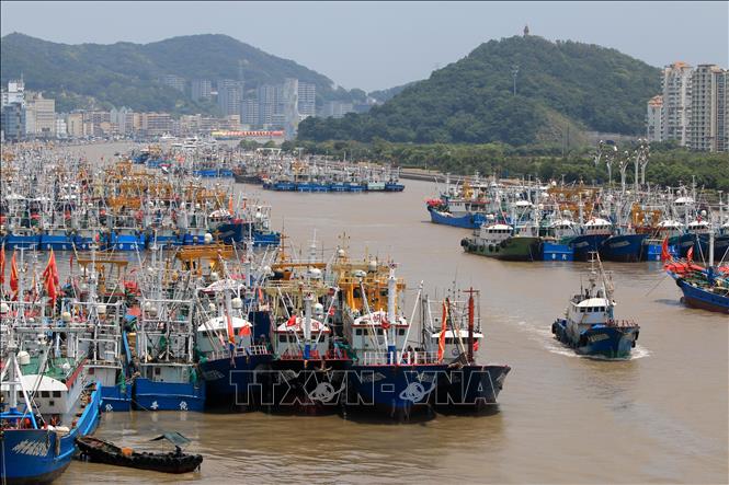 Ngày 6/8/2026, các tỉnh Chiết Giang và Phúc Kiến của Trung Quốc đã kích hoạt cơ chế ứng phó khẩn cấp cấp IV đối với bão Dolphin, cơn bão số 13 từ đầu năm theo cách đánh số của nước này. Trung Quốc áp dụng hệ thống ứng phó khẩn cấp gồm 4 cấp độ, trong đó, cấp I là mức độ nghiêm trọng và cao nhất. Trong ảnh: Tàu cá neo đậu tránh bão tại cảng ở tỉnh Chiết Giang, Trung Quốc, ngày 5/8/2026. Ảnh: THX/TTXVN phát
