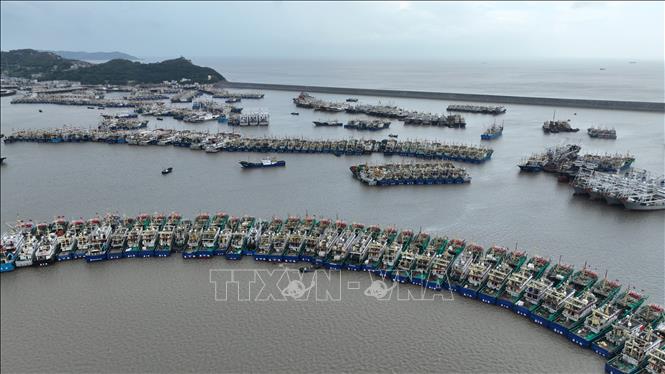 Ngày 6/8/2026, các tỉnh Chiết Giang và Phúc Kiến của Trung Quốc đã kích hoạt cơ chế ứng phó khẩn cấp cấp IV đối với bão Dolphin, cơn bão số 13 từ đầu năm theo cách đánh số của nước này. Trung Quốc áp dụng hệ thống ứng phó khẩn cấp gồm 4 cấp độ, trong đó, cấp I là mức độ nghiêm trọng và cao nhất. Trong ảnh: Tàu cá neo đậu tránh bão tại cảng ở tỉnh Chiết Giang, Trung Quốc, ngày 5/8/2026. Ảnh: THX/TTXVN phát