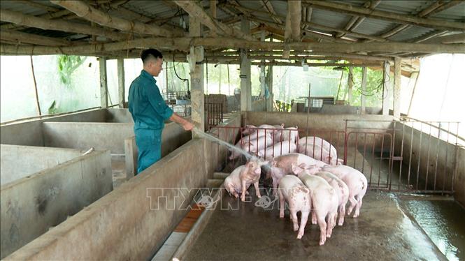 Nhiều hộ tại xã Tiên Lương đã quay lại tái đàn nhằm đảm bảo sinh kế, đáp ứng nguồn thực phẩm phục vụ thị trường dịp cuối năm. Ảnh: Nguyễn Văn Cảnh - TTXVN