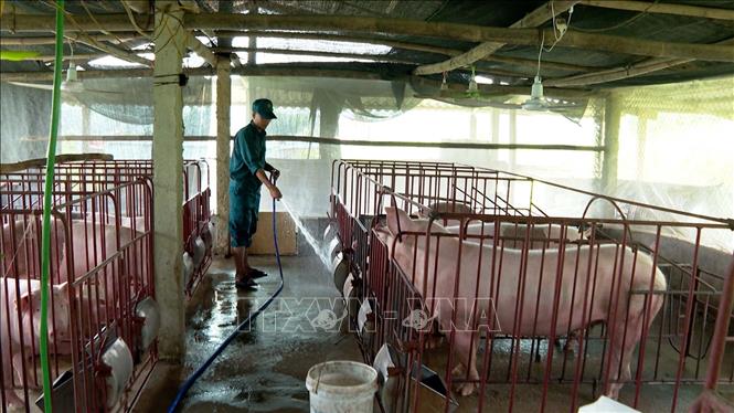 Vệ sinh chuồng trại vật nuôi nhằm phòng chống dịch bệnh tại xã Tiên Lương. Ảnh: Nguyễn Văn Cảnh - TTXVN