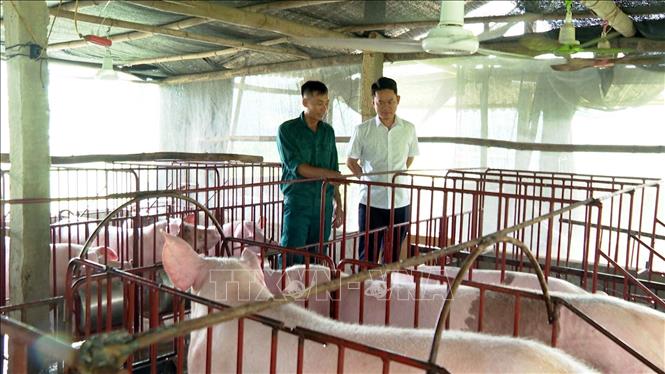 Việc tái đàn ở xã Tiên Lương vẫn đối mặt với nguy cơ dịch bệnh có thể quay trở lại. Ảnh: Nguyễn Văn Cảnh - TTXVN