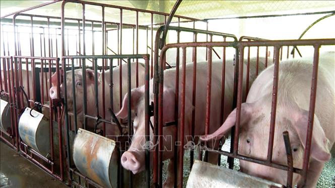 Đàn lợn tại xã Tiên Lương được theo dõi sức khỏe hàng ngày để phát hiện sớm các dấu hiệu bất thường và báo cáo ngay cho cơ quan chức năng. Ảnh: Nguyễn Văn Cảnh - TTXVN