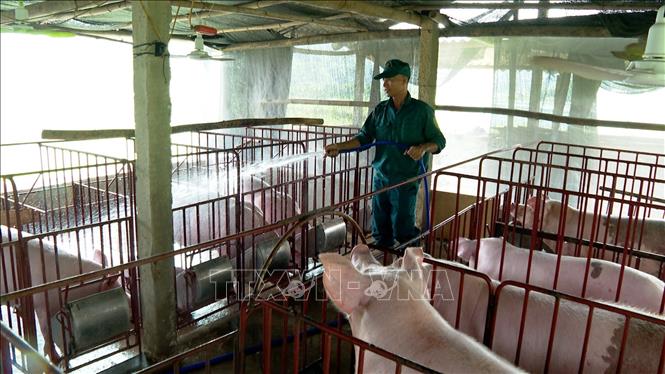 Khi điều kiện về an toàn dịch bệnh được đảm bảo, các hộ xã Tiên Lương đã mạnh dạn đầu tư con giống, tái đàn. Ảnh: Nguyễn Văn Cảnh - TTXVN