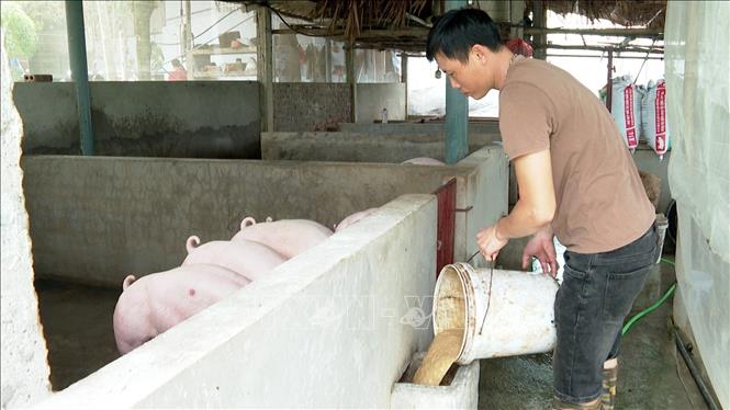 Các hộ chăn nuôi xã Vĩnh Chân chú trọng biện pháp duy trì an toàn sinh học bền vững như kiểm soát ra vào trại, sử dụng thức ăn và nước sạch. Ảnh: Nguyễn Văn Cảnh - TTXVN