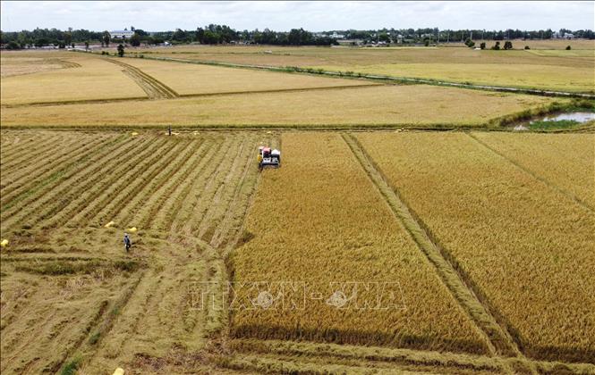 Thu hoạch lúa Hè thu trên cánh đồng thuộc phường biên giới Thường Lạc, tỉnh Đồng Tháp. Ảnh: Nhựt An - TTXVN
