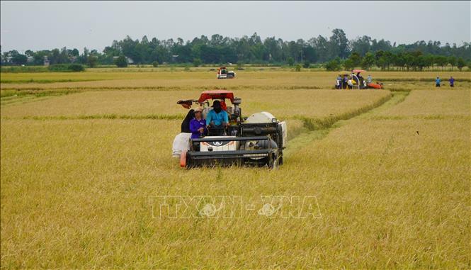 Thu hoạch vụ lúa Hè thu ở khu vực biên giới tỉnh Đồng Tháp. Ảnh: Nhựt An - TTXVN