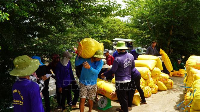 Thương lái thu mua lúa tươi từ 6.800 đến 7.000 đồng/kg (giống OM-18). Ảnh: Nhựt An - TTXVN