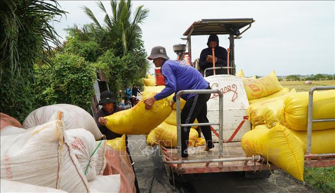 Công nhân vận chuyển lúa về điểm tập kết để thương lái thu mua. Ảnh: Nhựt An - TTXVN