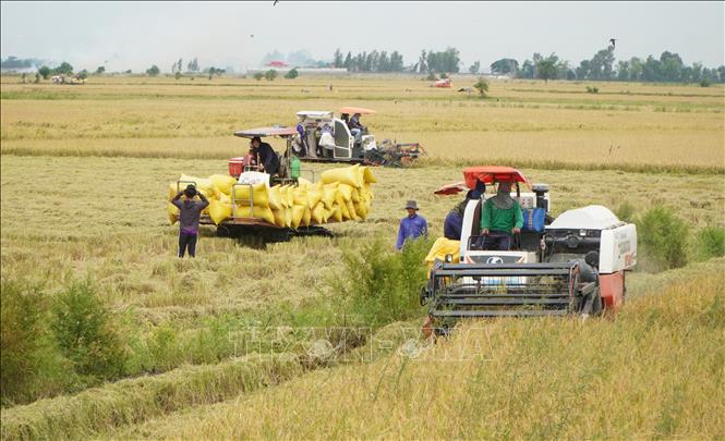 Thu hoạch lúa Hè thu trên cánh đồng thuộc phường Thường Lạc, tỉnh Đồng Tháp. Ảnh: Nhựt An - TTXVN