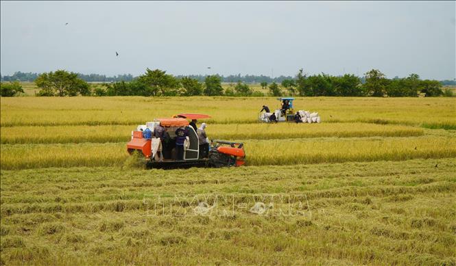 Nông dân ở khu vực biên giới của tỉnh Đồng Tháp sử dụng cơ giới hóa trong thu hoạch lúa. Ảnh: Nhựt An - TTXVN
