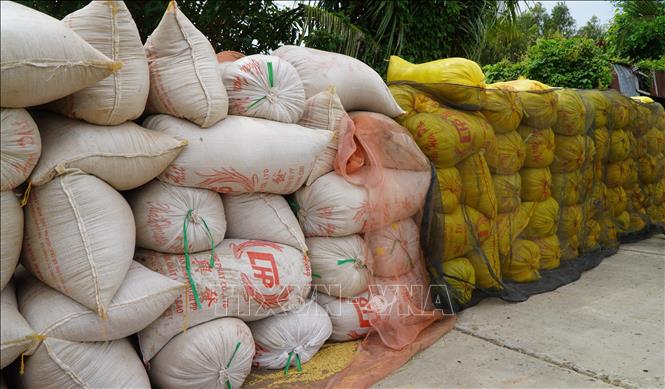 Năng suất lúa vụ Hè thu trung bình khoảng 6,5 tấn/ha. Ảnh: Nhựt An - TTXVN