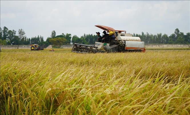 Thu hoạch lúa Hè thu trên cánh đồng thuộc phường Hồng Ngự, tỉnh Đồng Tháp. Ảnh: Nhựt An - TTXVN