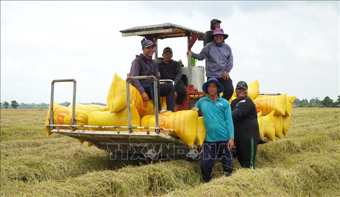 Nông dân ở khu vực biên giới của tỉnh Đồng Tháp thu hoạch lúa Hè thu. Ảnh: Nhựt An - TTXVN