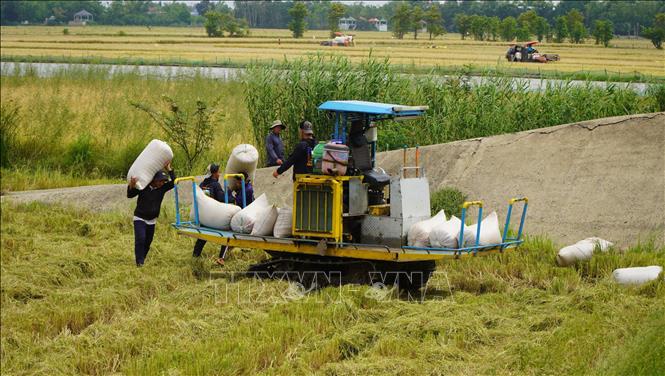 Thu hoạch lúa Hè thu trên cánh đồng thuộc phường biên giới Thường Lạc, tỉnh Đồng Tháp. Ảnh: Nhựt An - TTXVN                               