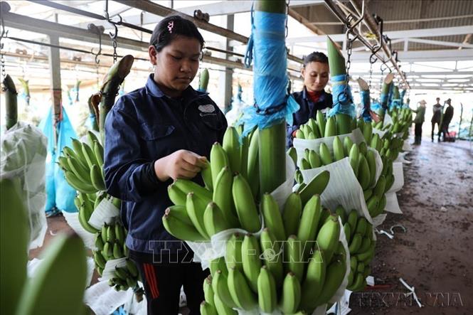 Đóng gói chuối, phục vụ xuất khẩu sang nhiều thị trường như New Zealand, Hoa Kỳ, Australia, Nhật Bản, Hàn Quốc, Trung Quốc và Malaysia (TP.Hồ Chí Minh, 11/05/2026). Ảnh: Hoàng Nhị - TTXVN