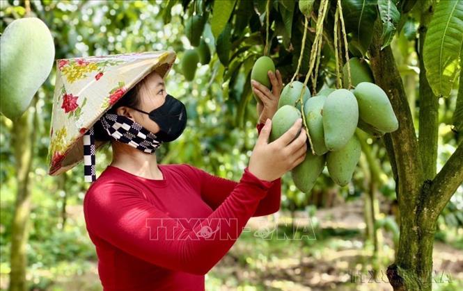Nông dân Hợp tác xã xoài Cù Lao Giêng (An Giang) kiểm tra chất lượng xoài theo tiêu chuẩn GlobalGAP trước khi thu hoạch, để xuất khẩu sang các thị trường New Zealand, Trung Quốc, Hoa Kỳ, Hàn Quốc, Australia. Ảnh: Thanh Sang-TTXVN