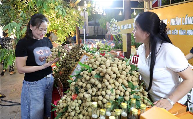 Tỉnh Hưng Yên hiện có trên 5.800 ha diện tích trồng nhãn với trình độ canh tác, chăm sóc cao, chất lượng quả cao. Ảnh: Thu Hoài - TTXVN