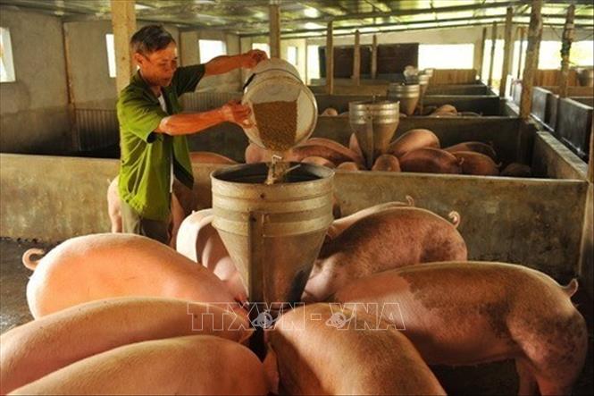 Thương binh Nguyễn Văn Đức, thôn Ngô Đồng làng xã Gia Phú (Gia Viễn, Ninh Bình) là tấm gương nạn nhân chất độc da cam làm kinh tế giỏi. Sau khi từ chiến trường trở về ông sinh được 5 người con, trong đó có 2 người bị nhiễm chất dộc da cam. Vượt qua khó khăn, ông đã đầu tư phát triển mô hình vườn ao chuồng trên diện tích gần 2 ha, nuôi 30 con lợn nái, 300 lợn thịt và đào 2 ao thả cá các loại, cho thu nhập khoảng 300 triệu đồng/năm. Ảnh: Minh Đức - TTXVN
