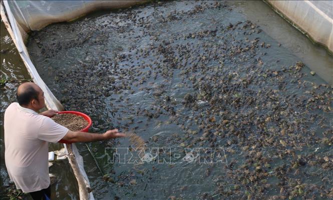 Thời gian qua, hoạt động nuôi trồng thủy sản trên địa bàn Cần Thơ nhiều nơi vẫn còn mang tính tự phát, chất thải trong quá trình nuôi thủy sản chưa được xử lý triệt để, chưa được quan trắc, cảnh báo môi trường. Ảnh: Duy Khương – TTXVN
