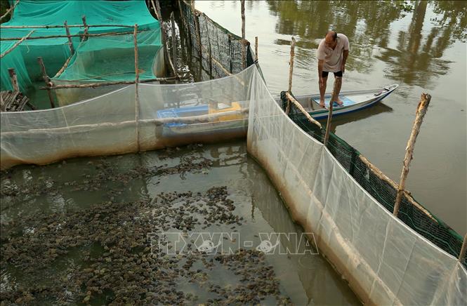 Thời gian qua, hoạt động nuôi trồng thủy sản trên địa bàn Cần Thơ nhiều nơi vẫn còn mang tính tự phát, chất thải trong quá trình nuôi thủy sản chưa được xử lý triệt để, chưa được quan trắc, cảnh báo môi trường. Ảnh: Duy Khương – TTXVN