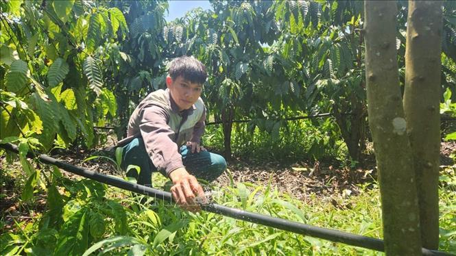 Hệ thống tưới nhỏ giọt cho cây cà phê. Ảnh: Đình Quân - TTXVN
