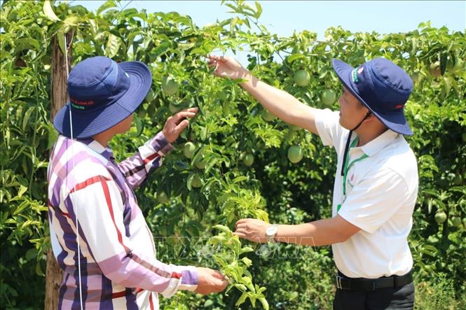 Nông dân Gia Lai áp dụng mô hình quản lý sức khỏe cây trồng tổng hợp (IPHM) vào sản xuất cà phê Ảnh: Đình Quân - TTXVN