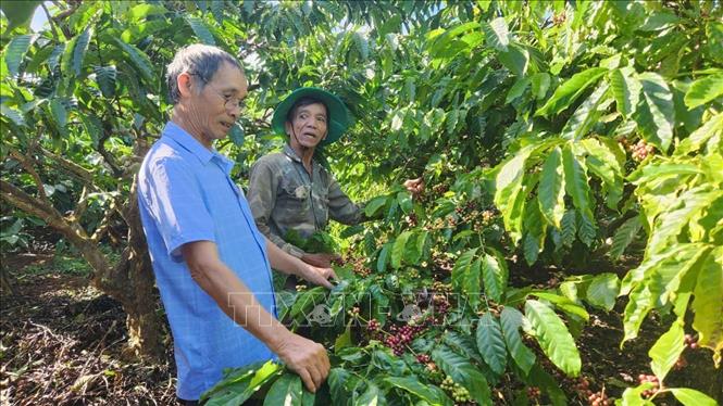 Nhờ canh tác theo hướng hữu cơ, nhiều diện tích cà phê tại Gia Lai cho năng suất cao. Ảnh: Đình Quân - TTXVN