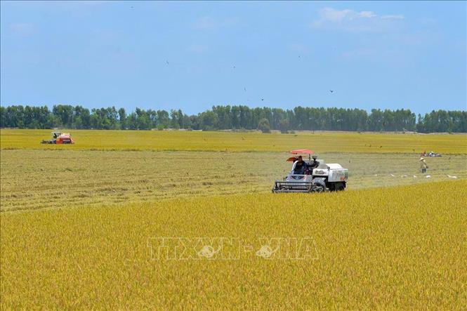 Nông dân thu hoạch lúa bằng máy gặt đập liên hợp, một trong những khâu được cơ giới hóa đồng bộ trong sản xuất lúa. Ảnh: Bùi Giang - TTXVN