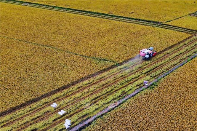 Thu hoạch lúa tại vùng sản xuất áp dụng quy trình canh tác chất lượng cao, phát thải thấp ở Tây Ninh. Ảnh: Bùi Giang - TTXVN