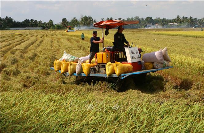 Thu hoạch lúa Hè Thu 2026 tại xã Vị Thủy, thành phố Cần Thơ. Ảnh: Duy Khương – TTXVN