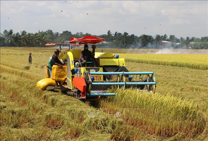Thu hoạch lúa Hè Thu 2026 tại xã Vị Thủy, thành phố Cần Thơ. Ảnh: Duy Khương – TTXVN