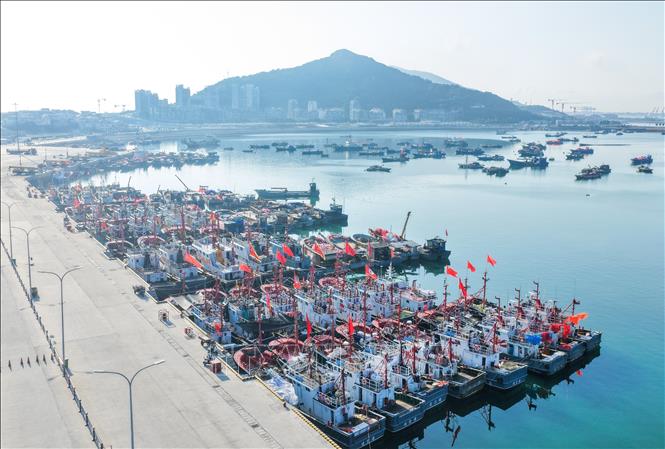 Tàu cá neo đậu tránh bão tại cảng ở tỉnh Giang Tô, miền Đông Trung Quốc, ngày 7/8/2026. Ảnh: THX/TTXVN phát