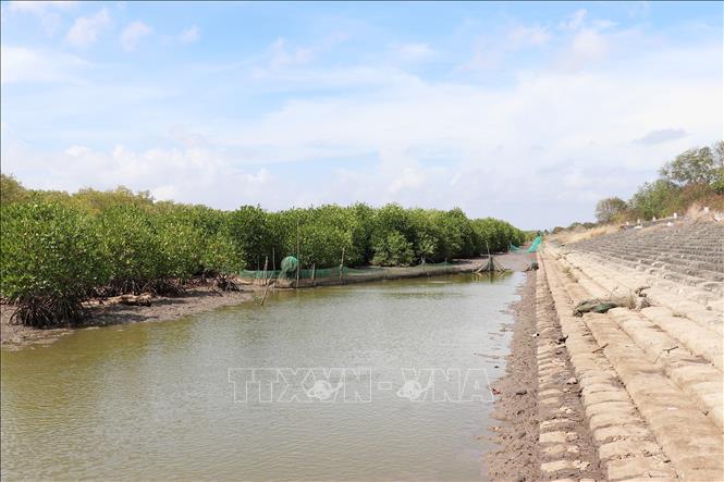 Rừng phòng hộ được trồng mới để chống sạt lở, nước biển xâm thực, bảo vệ tuyến đê biển Gò Công, tỉnh Đồng Tháp. Ảnh: Hữu Chí - TTXVN