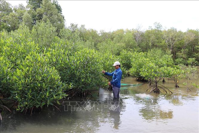Rừng phòng hộ trồng mới sẽ được giao khoán cho người dân địa phương chăm sóc. Ảnh: Hữu Chí - TTXVN