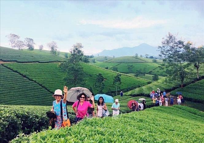 Du khách tham quan, trải nghiệm tại vùng chè Long Cốc, góp phần quảng bá hình ảnh du lịch đặc trưng của Phú Thọ. Ảnh: TTXVN phát