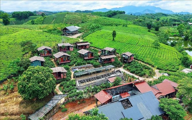 Xã Minh Đài xác định phát triển cây chè là cây chủ lực gắn với phát triển du lịch cộng đồng.  Ảnh: Tạ Toàn - TTXVN