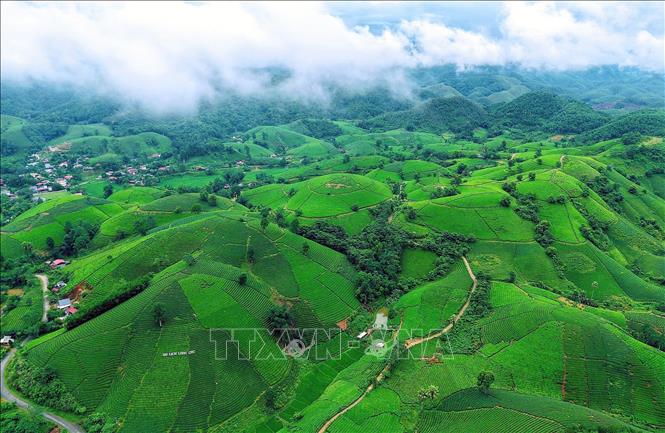 Đồi chè Long Cốc, Phú Thọ xanh mướt giữa không gian núi đồi, trở thành điểm nhấn trong phát triển du lịch trải nghiệm gắn với vùng chè. Ảnh: Tạ Toàn - TTXVN