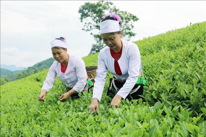 Người dân thu hái chè trên nương, duy trì nghề trồng chè truyền thống gắn với phát triển kinh tế nông nghiệp bền vững. Ảnh: Tạ Toàn - TTXVN