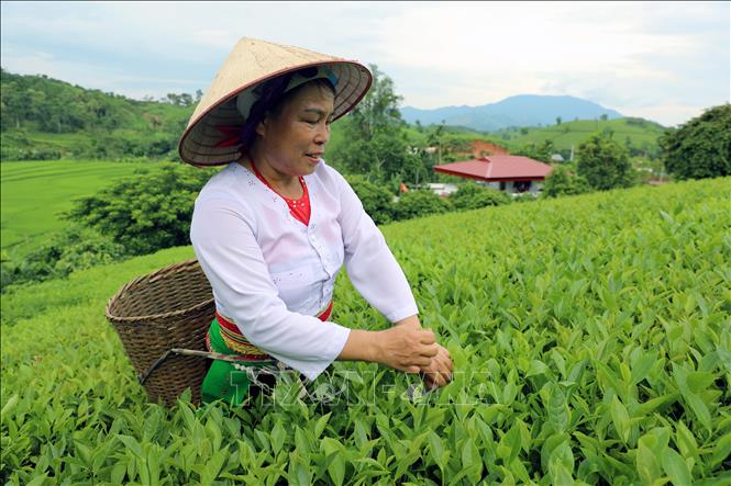 Người dân thu hái chè trên nương, duy trì nghề trồng chè truyền thống gắn với phát triển kinh tế nông nghiệp bền vững. Ảnh: Tạ Toàn - TTXVN
